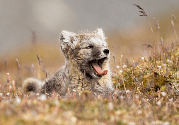Gähnender Polarfuchs liegt in einer Graslandschaft auf Spitzbergen